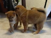 Parduodu Shiba Inu - nuotraukos Nr. 9