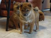 Parduodu Shiba Inu - nuotraukos Nr. 11