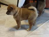 Parduodu Shiba Inu - nuotraukos Nr. 8
