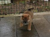 Parduodu Shiba Inu - nuotraukos Nr. 12