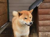 Parduodu Shiba Inu - nuotraukos Nr. 15