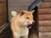 Parduodu Shiba Inu - nuotraukos Nr. 16