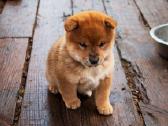 Parduodu Shiba Inu - nuotraukos Nr. 17