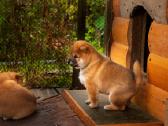 Parduodu Shiba Inu - nuotraukos Nr. 18