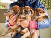Parduodu Shiba Inu - nuotraukos Nr. 19