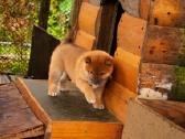 Parduodu Shiba Inu - nuotraukos Nr. 20