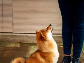 Parduodu Shiba Inu - nuotraukos Nr. 21