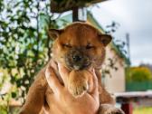 Parduodu Shiba Inu - nuotraukos Nr. 22
