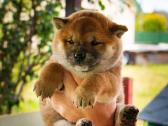 Parduodu Shiba Inu - nuotraukos Nr. 3