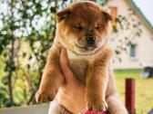 Parduodu Shiba Inu - nuotraukos Nr. 23