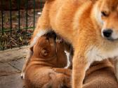 Parduodu Shiba Inu - nuotraukos Nr. 24