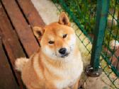 Parduodu Shiba Inu - nuotraukos Nr. 25