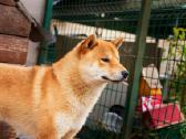 Parduodu Shiba Inu - nuotraukos Nr. 26