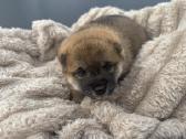 Parduodu Shiba Inu - nuotraukos Nr. 27