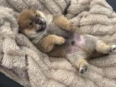 Parduodu Shiba Inu - nuotraukos Nr. 31