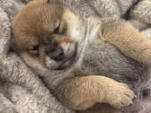 Parduodu Shiba Inu - nuotraukos Nr. 32
