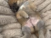 Parduodu Shiba Inu - nuotraukos Nr. 33