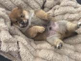 Parduodu Shiba Inu - nuotraukos Nr. 34