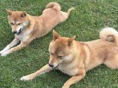 Parduodu Shiba Inu - nuotraukos Nr. 35