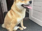 Parduodu Shiba Inu - nuotraukos Nr. 36