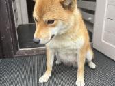 Parduodu Shiba Inu - nuotraukos Nr. 37