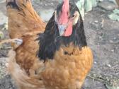 Gaideliai, bėgikų antinai - nuotraukos Nr. 2