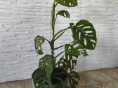 Monstera - nuotraukos Nr. 2