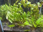Augalai is akvariumo 50l - nuotraukos Nr. 2