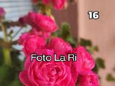 Pelargonija - nuotraukos Nr. 13