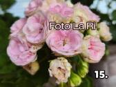 Pelargonija - nuotraukos Nr. 12