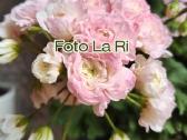 Pelargonija - nuotraukos Nr. 11
