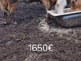 Parduodu banda tolimesniam auginimui: - nuotraukos Nr. 3