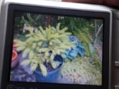 Casio ex-27 fotoparatas - nuotraukos Nr. 8