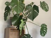 Monstera - nuotraukos Nr. 2