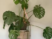 Monstera - nuotraukos Nr. 3