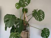 Monstera - nuotraukos Nr. 4