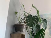 Monstera - nuotraukos Nr. 5