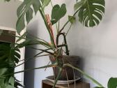 Monstera - nuotraukos Nr. 6