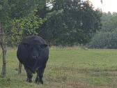 Aberdin Angus bulius reproduktorius - nuotraukos Nr. 3