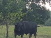 Aberdin Angus bulius reproduktorius - nuotraukos Nr. 4