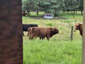 Grynavesliai Hailendų jautukai, telyčios 7-8 mėn. - nuotraukos Nr. 5