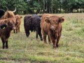 Grynavesliai Hailendų jautukai, telyčios 7-8 mėn. - nuotraukos Nr. 7