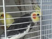 Pardavinėju papūgas nimfas su narvų. - nuotraukos Nr. 4
