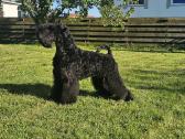 Kerry Blue Terrier - nuotraukos Nr. 2