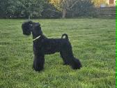 Kerry Blue Terrier - nuotraukos Nr. 3