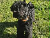 Kerry Blue Terrier - nuotraukos Nr. 4