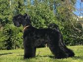 Kerry Blue Terrier - nuotraukos Nr. 5