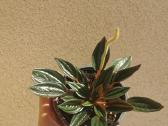Peperomia Rosoo - nuotraukos Nr. 2