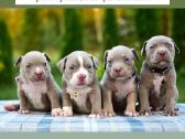 American bully pocket - nuotraukos Nr. 2