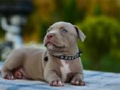 American bully pocket - nuotraukos Nr. 3
